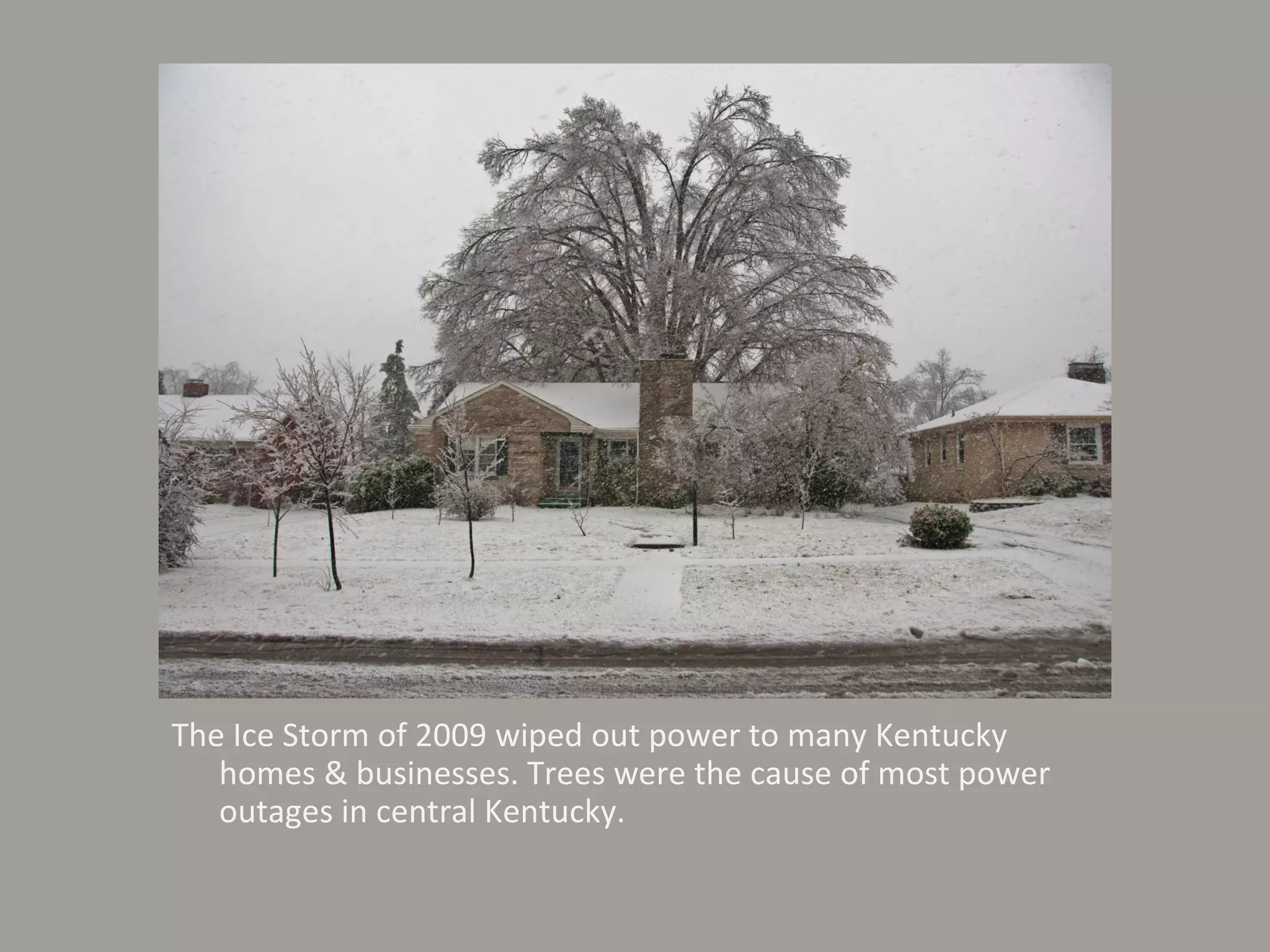The Ice Storm of 2009 wiped out power to many Kentucky homes & businesses. Trees were the cause of most power outages in central Kentucky.  