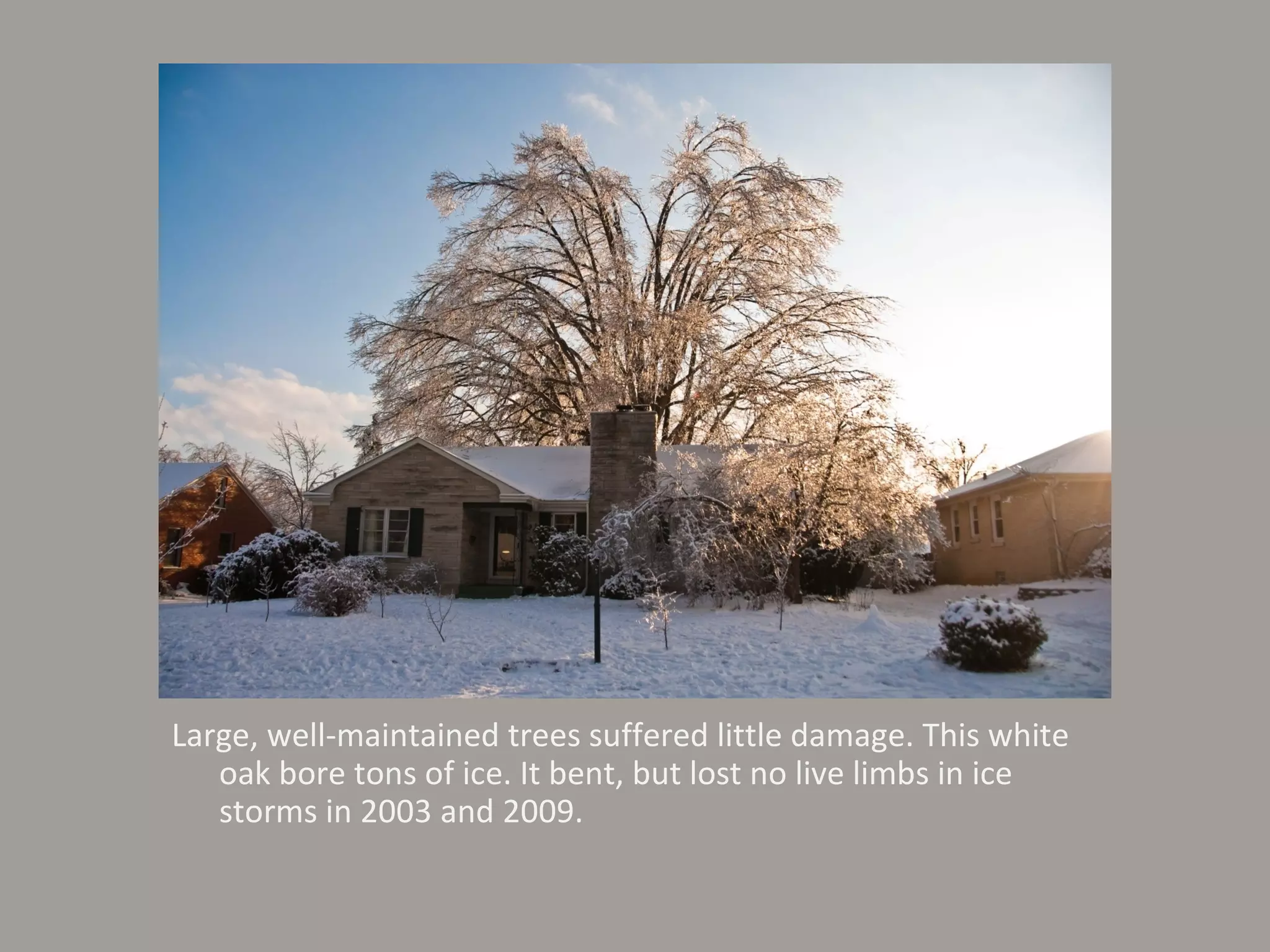Large, well-maintained trees suffered little damage. This white oak bore tons of ice. It bent, but lost no live limbs in ice storms in 2003 and 2009. 