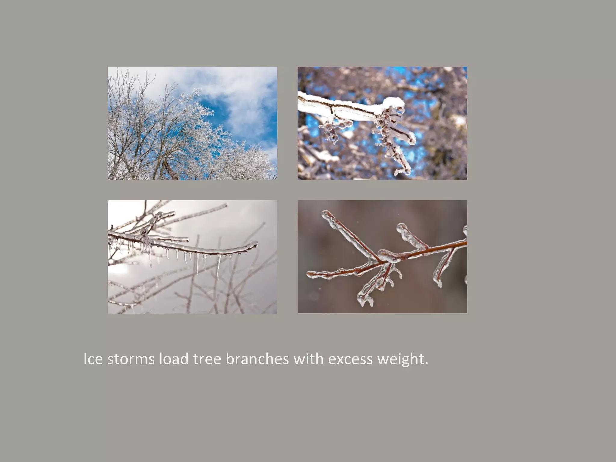 Ice storms load tree branches with excess weight. 
