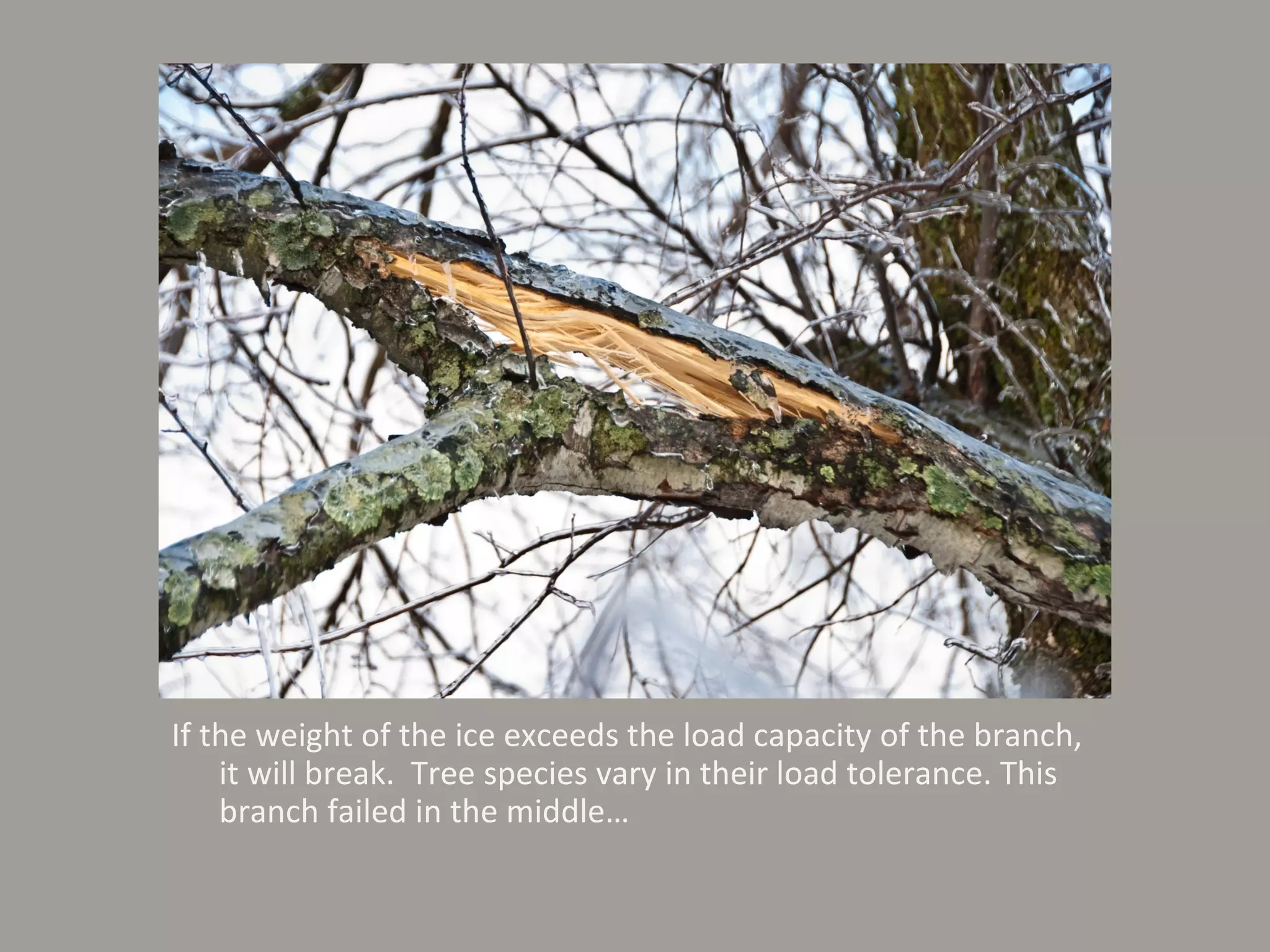 If the weight of the ice exceeds the load capacity of the branch, it will break.  Tree species vary in their load tolerance. This branch failed in the middle… 