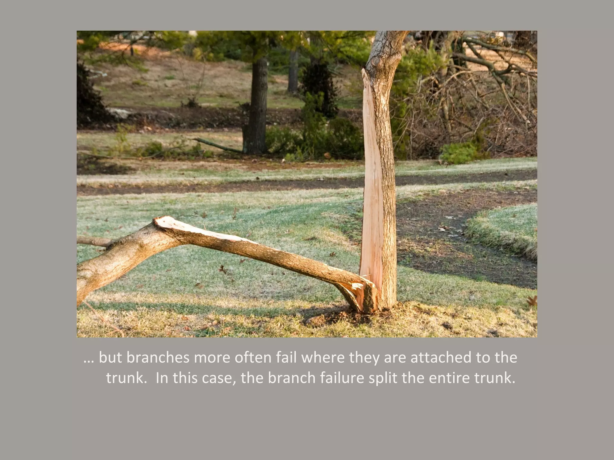 …  but branches more often fail where they are attached to the trunk.  In this case, the branch failure split the entire trunk. 