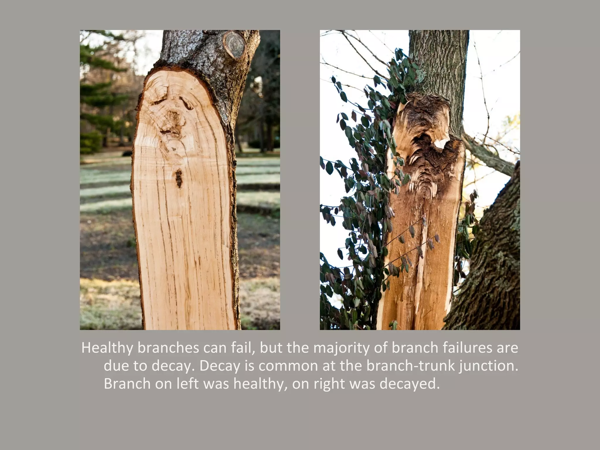 Healthy branches can fail, but the majority of branch failures are due to decay. Decay is common at the branch-trunk junction. Branch on left was healthy, on right was decayed. 