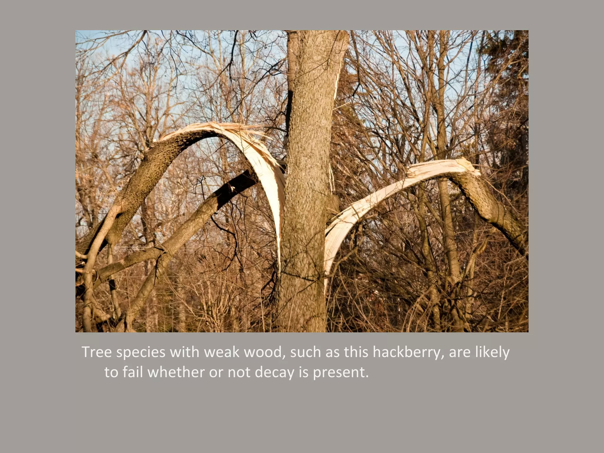 Tree species with weak wood, such as this hackberry, are likely to fail whether or not decay is present. 