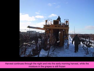 Harvest continues through the night and into the early morning harvest, while the moisture in the grapes is still frozen 