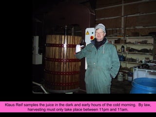 Klaus Reif samples the juice in the dark and early hours of the cold morning.  By law, harvesting must only take place between 11pm and 11am. 