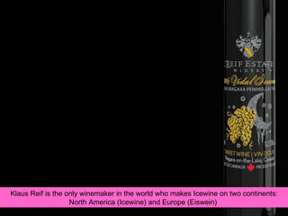Klaus Reif is the only winemaker in the world who makes Icewine on two continents: North America (Icewine) and Europe (Eiswein)  