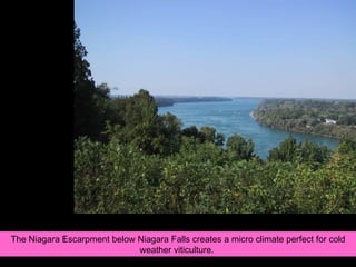 The Niagara Escarpment below Niagara Falls creates a micro climate perfect for cold weather viticulture.  