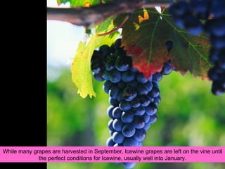 While many grapes are harvested in September, Icewine grapes are left on the vine until the perfect conditions for Icewine, usually well into January. 