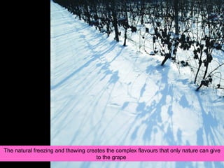 The natural freezing and thawing creates the complex flavours that only nature can give to the grape  
