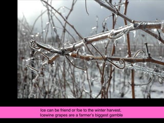 Ice can be friend or foe to the winter harvest.  Icewine grapes are a farmer’s biggest gamble  