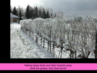 Netting keeps birds and other hazards away  while the grapes “earn their terroir” 