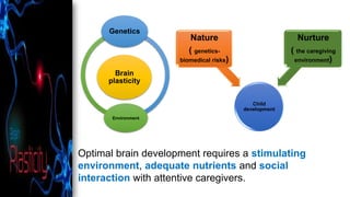 Brain
plasticity
Genetics
Environment
Optimal brain development requires a stimulating
environment, adequate nutrients and social
interaction with attentive caregivers.
Child
development
Nature
( genetics-
biomedical risks)
Nurture
( the caregiving
environment)
 