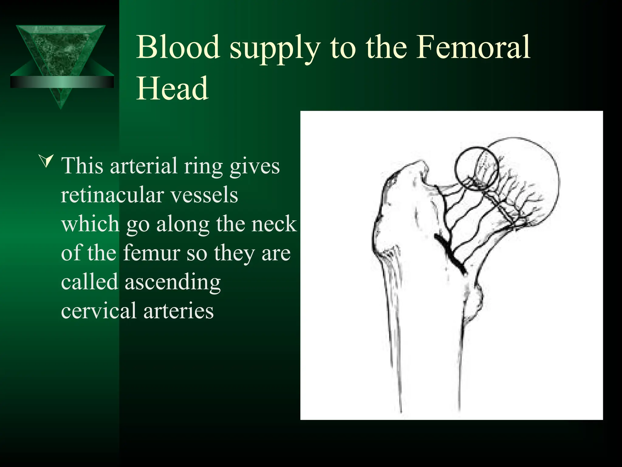 Blood supply to the Femoral
Head
 This arterial ring gives
retinacular vessels
which go along the neck
of the femur so they are
called ascending
cervical arteries
 