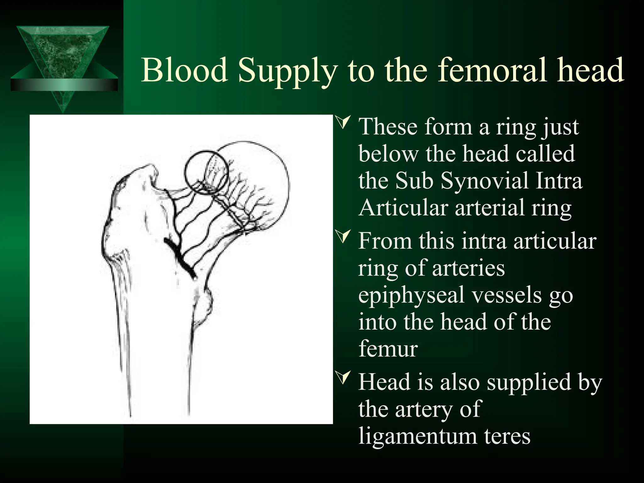 Blood Supply to the femoral head
 These form a ring just
below the head called
the Sub Synovial Intra
Articular arterial ring
 From this intra articular
ring of arteries
epiphyseal vessels go
into the head of the
femur
 Head is also supplied by
the artery of
ligamentum teres
 