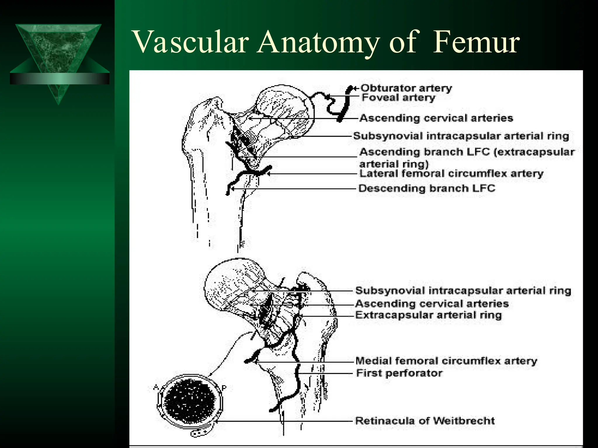 Vascular Anatomy of Femur
 