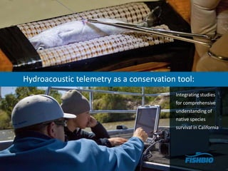 Hydroacoustic telemetry as a conservation tool: Integrating studies for comprehensive  understanding of  native species  survival in California 