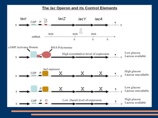 Central Dogma of Molecular Biology powerpoint | PPT