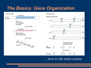 Central Dogma of Molecular Biology powerpoint | PPT