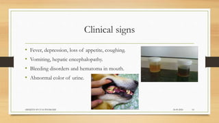 Clinical signs
• Fever, depression, loss of appetite, coughing.
• Vomiting, hepatic encephalopathy.
• Bleeding disorders and hematoma in mouth.
• Abnormal color of urine.
24-09-2020ABHIJITH SP CVAS POOKODE 10
 