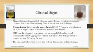 Clinical Signs
• Kidney [glomerulonephritis]. Chronic kidney lesions result from immune
complex reactions after recovery from acute or subclinical disease.
• Disseminated intravascular coagulation [DIC]. A frequent complication
of ICH, it begins in the early viremic phase of the disease.
• DIC may be triggered by exposure of subendothelial collagen and
subsequent platelet aggregation and/or inability of the damaged liver to
remove activated clotting factors.
• The urine gets abnormal colour due to liver damage and kidney damage.
24-09-2020ABHIJITH SP CVAS POOKODE 11
 