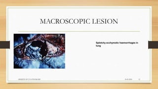 MACROSCOPIC LESION
24-09-2020ABHIJITH SP CVAS POOKODE 12
Splotchy ecchymotic haemorrhages in
lung
 
