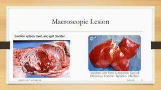 Macroscopic Lesion
24-09-2020ABHIJITH SP CVAS POOKODE 14
Swollen spleen, liver, and gall bladder.
 