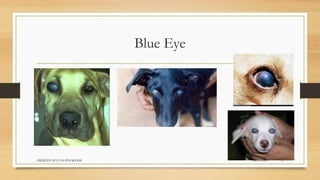 Blue Eye
24-09-2020ABHIJITH SP CVAS POOKODE 15
 