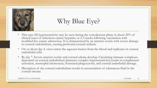 Why Blue Eye?
• This type III hypersensitivity may be seen during the convalescent phase in about 20% of
clinical cases of infectious canine hepatitis, or 2-3 weeks following vaccination with
modified live canine adenovirus. It is characterized by an anterior uveitis with severe damage
to corneal endothelium, causing profound corneal oedema.
• On or about day 4, virus enters the aqueous humor from the blood and replicates in corneal
endothelial cells.
• By day 7. Severe anterior uveitis and corneal edema develop. Circulating immune complexes
deposited on corneal endothelium [immune complex hypersensitivity] results in complement
activation, neutrophil chemotaxis, frustrated phagocytosis, and corneal endothelial damage.
• Disruption of the corneal endothelium results in accumulation of edematous fluid in the
corneal stroma.
24-09-2020ABHIJITH SP CVAS POOKODE 16
 