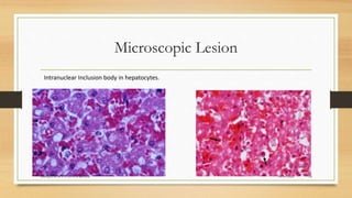 Microscopic Lesion
24-09-2020ABHIJITH SP CVAS POOKODE 18
Intranuclear Inclusion body in hepatocytes.
 
