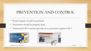 PREVENTION AND CONTROL
• Proper hygiene should be practiced.
• Vaccination should be properly done.
• Attenuated CAV-2 vaccines provide cross-protection against CAV-1.
24-09-2020ABHIJITH SP CVAS POOKODE 20
 
