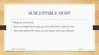 SUSCEPTIBLE HOST
• Dogs are main hosts.
• Immunocompromised dogs get easily affected in endemic areas.
• Also wild animals like foxes, coyotes, bears, wolves get affected.
24-09-2020ABHIJITH SP CVAS POOKODE 4
 