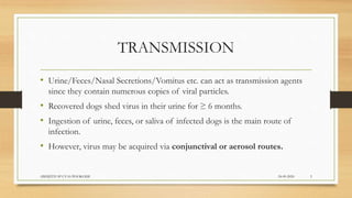 TRANSMISSION
• Urine/Feces/Nasal Secretions/Vomitus etc. can act as transmission agents
since they contain numerous copies of viral particles.
• Recovered dogs shed virus in their urine for ≥ 6 months.
• Ingestion of urine, feces, or saliva of infected dogs is the main route of
infection.
• However, virus may be acquired via conjunctival or aerosol routes.
24-09-2020ABHIJITH SP CVAS POOKODE 5
 