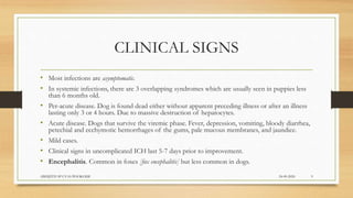 CLINICAL SIGNS
• Most infections are asymptomatic.
• In systemic infections, there are 3 overlapping syndromes which are usually seen in puppies less
than 6 months old.
• Per-acute disease. Dog is found dead either without apparent preceding illness or after an illness
lasting only 3 or 4 hours. Due to massive destruction of hepatocytes.
• Acute disease. Dogs that survive the viremic phase. Fever, depression, vomiting, bloody diarrhea,
petechial and ecchymotic hemorrhages of the gums, pale mucous membranes, and jaundice.
• Mild cases.
• Clinical signs in uncomplicated ICH last 5-7 days prior to improvement.
• Encephalitis. Common in foxes [fox encephalitis] but less common in dogs.
24-09-2020ABHIJITH SP CVAS POOKODE 9
 