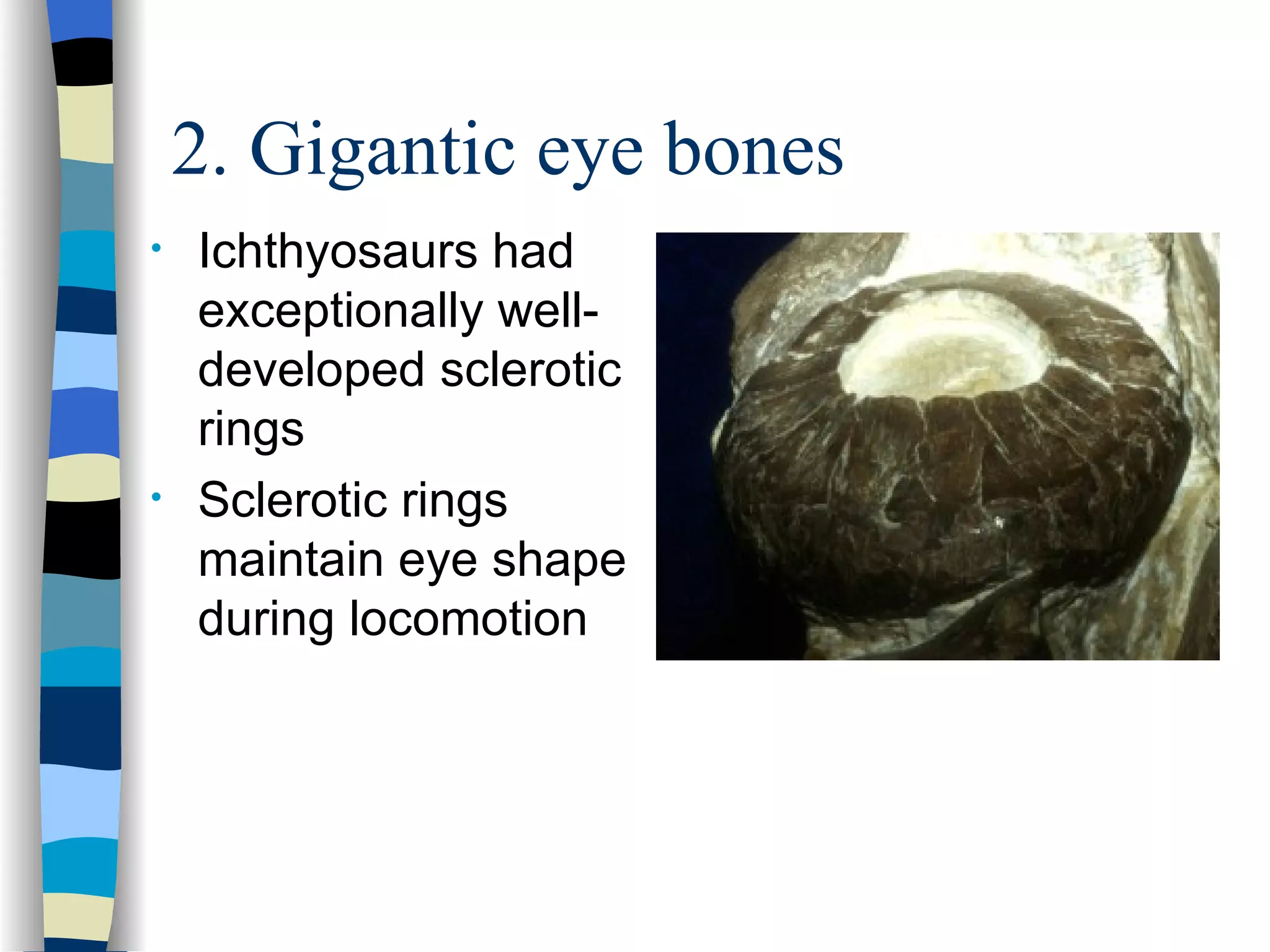 2. Gigantic eye bones
•   Ichthyosaurs had
    exceptionally well-
    developed sclerotic
    rings
•   Sclerotic rings
    maintain eye shape
    during locomotion
 