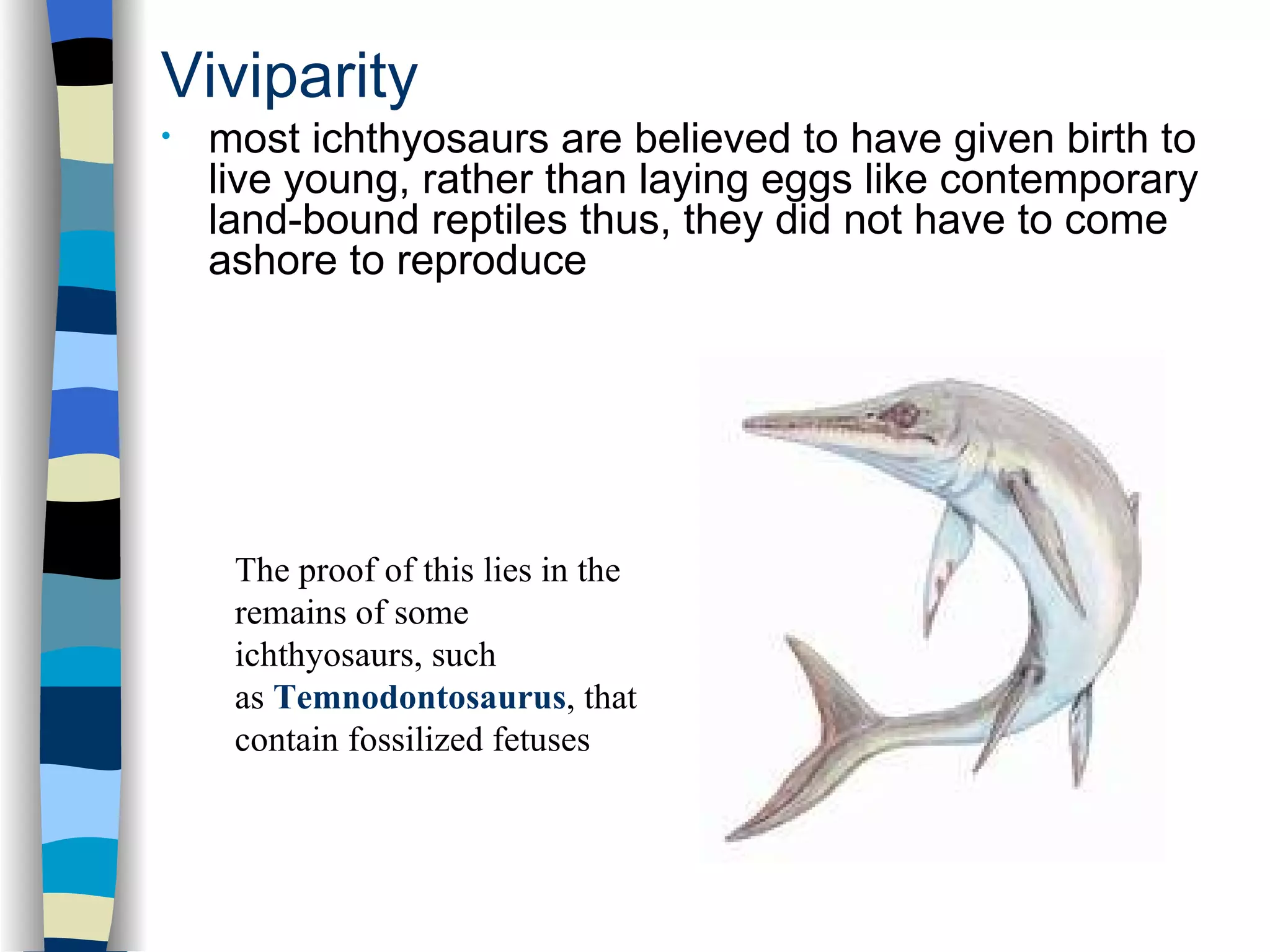 Viviparity
•   most ichthyosaurs are believed to have given birth to
    live young, rather than laying eggs like contemporary
    land-bound reptiles thus, they did not have to come
    ashore to reproduce




     The proof of this lies in the
     remains of some
     ichthyosaurs, such
     as Temnodontosaurus, that
     contain fossilized fetuses
 