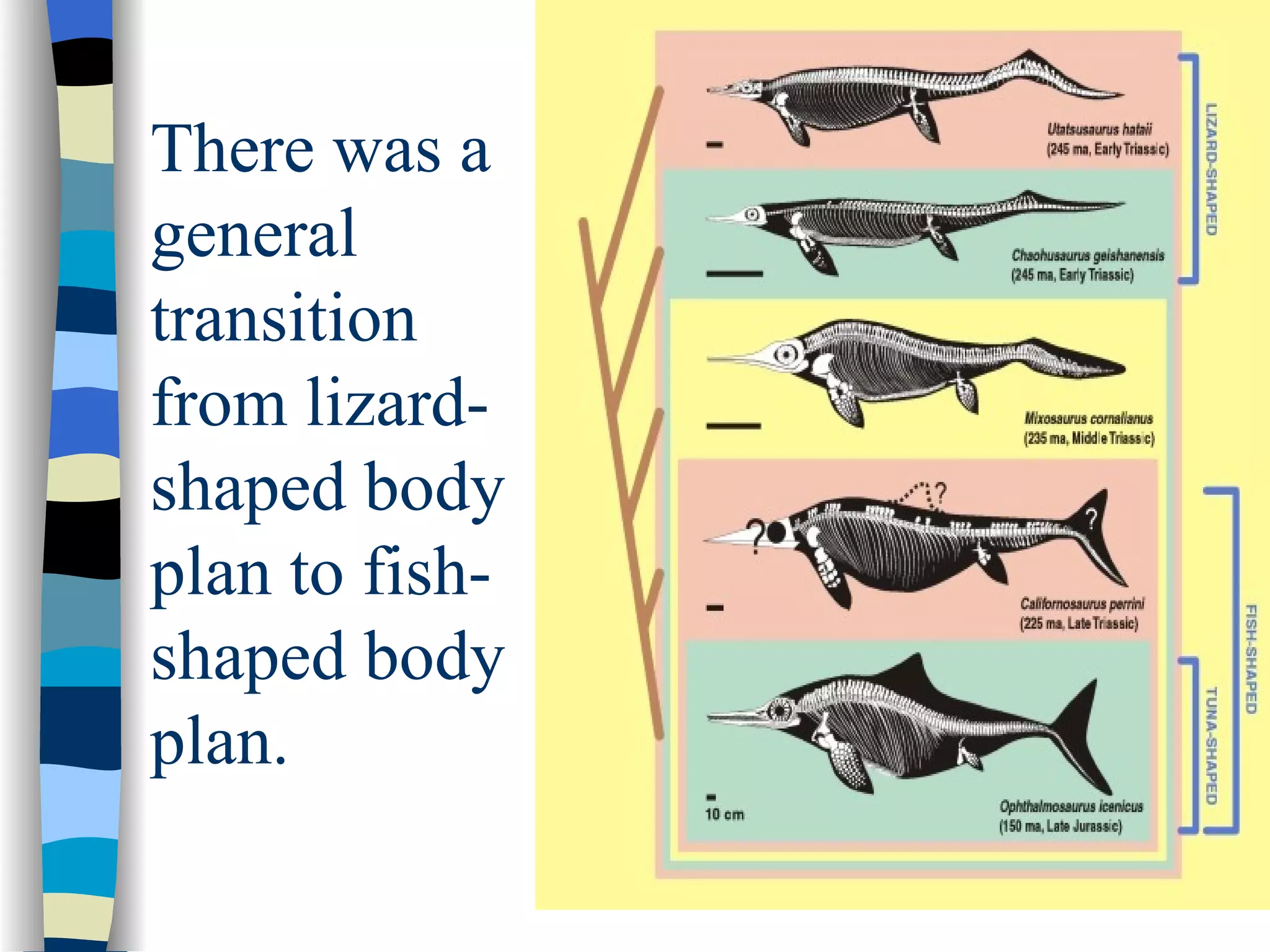 There was a
general
transition
from lizard-
shaped body
plan to fish-
shaped body
plan.
 