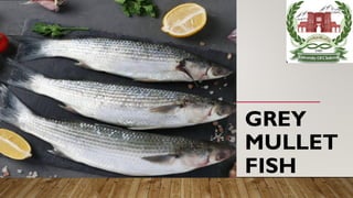 GREY
MULLET
FISH
 