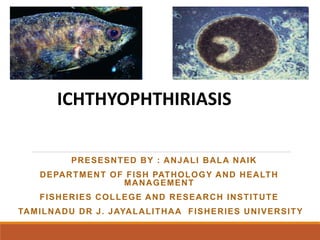 PRESESNTED BY : ANJALI BALA NAIK
DEPARTMENT OF FISH PATHOLOGY AND HEALTH
MANAGEMENT
FISHERIES COLLEGE AND RESEARCH INSTITUTE
TAMILNADU DR J. JAYALALITHAA FISHERIES UNIVERSITY
ICHTHYOPHTHIRIASIS
 