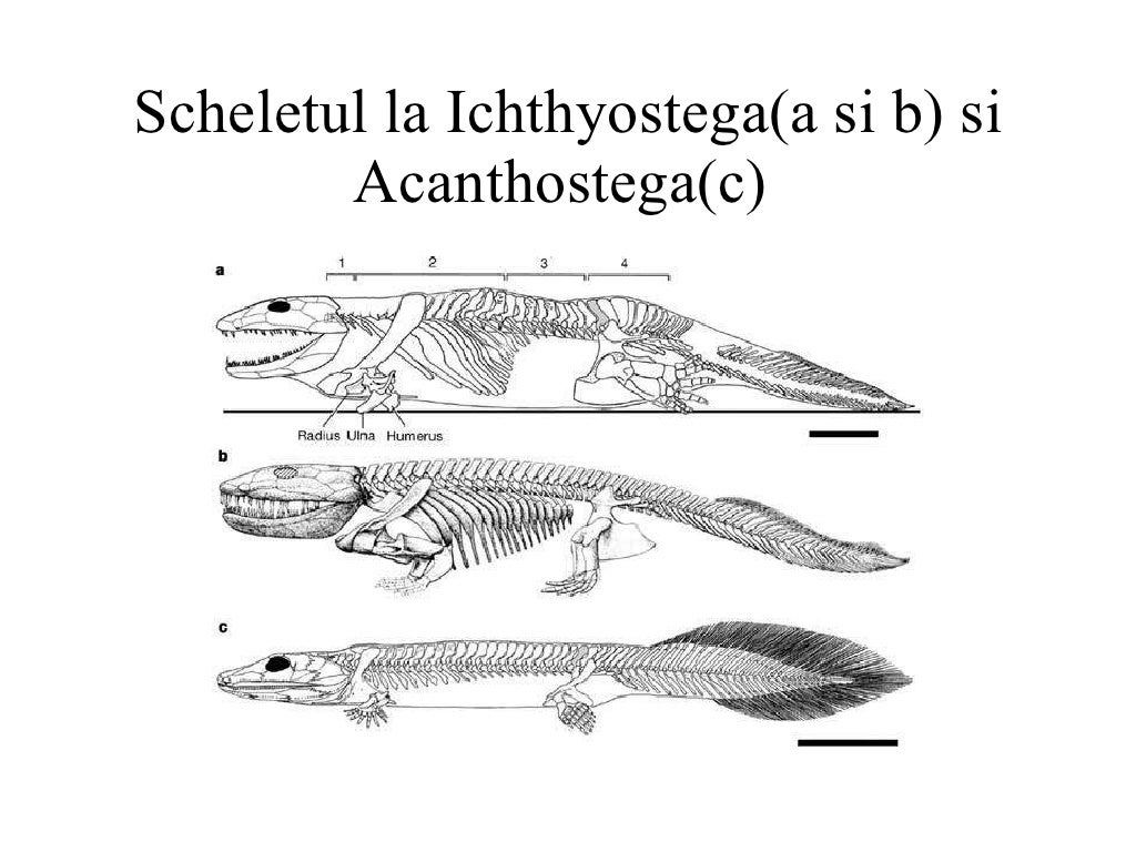 Ichthyostega