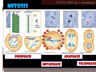 po
CTECH LABS EDWAR TECHNOLOGY
-
-
-
-
-
-
-
+
+
+
+
+
+
+
 