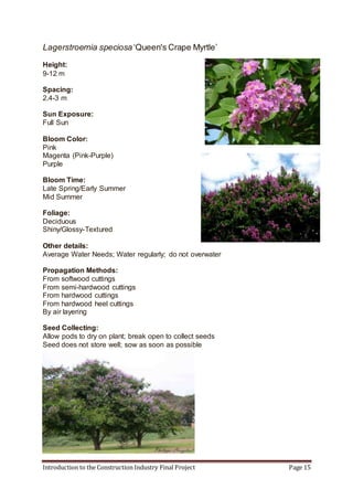 Introduction to the Construction Industry Final Project Page 15
Lagerstroemia speciosa‘Queen's Crape Myrtle’
Height:
9-12 m
Spacing:
2.4-3 m
Sun Exposure:
Full Sun
Bloom Color:
Pink
Magenta (Pink-Purple)
Purple
Bloom Time:
Late Spring/Early Summer
Mid Summer
Foliage:
Deciduous
Shiny/Glossy-Textured
Other details:
Average Water Needs; Water regularly; do not overwater
Propagation Methods:
From softwood cuttings
From semi-hardwood cuttings
From hardwood cuttings
From hardwood heel cuttings
By air layering
Seed Collecting:
Allow pods to dry on plant; break open to collect seeds
Seed does not store well; sow as soon as possible
 