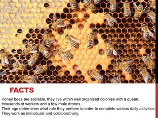 FACTS
Honey bees are sociable, they live within well organised colonies with a queen,
thousands of workers and a few male drones.
Their age determines what role they perform in order to complete various daily activities.
They work as individuals and collaboratively.
 