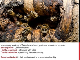 In summary a colony of Bees have shared goals and a common purpose :
Social group - Communication
Highly organised – structure with roles
Can be defensive = protecting their community

Adopt and Adapt to their environment to ensure sustainability
 