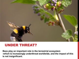 UNDER THREAT?
Bees play an important role in the terrestrial ecosystem
-which is increasingly underthreat worldwide, and the impact of this
is not insignificant.
 