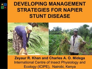 DEVELOPING MANAGEMENT STRATEGIES FOR NAPIER STUNT DISEASE Presented at the  ASARECA/ILRI Workshop on Mitigating the Impact of Napier Grass Smut and Stunt Diseases, Addis Ababa,  June 2-3, 2010   Zeyaur R. Khan and Charles A. O. Midega International Centre of Insect Physiology and Ecology (ICIPE),  Nairobi, Kenya 