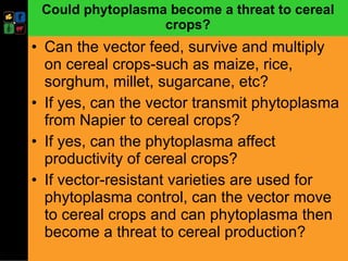 Developing management strategies for Napier stunt disease