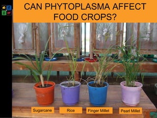 Developing management strategies for Napier stunt disease