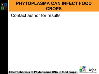 Developing management strategies for Napier stunt disease