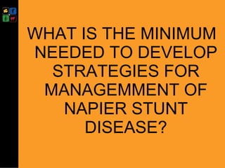 Developing management strategies for Napier stunt disease