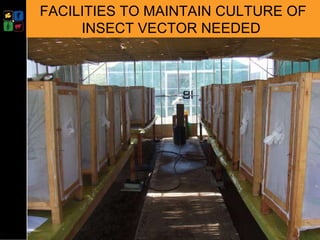 Developing management strategies for Napier stunt disease